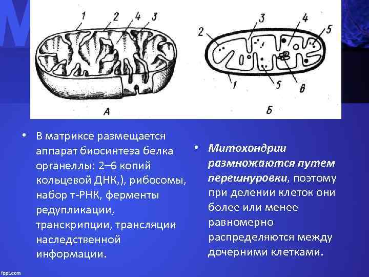  • В матриксе размещается  аппарат биосинтеза белка  • Митохондрии  органеллы: