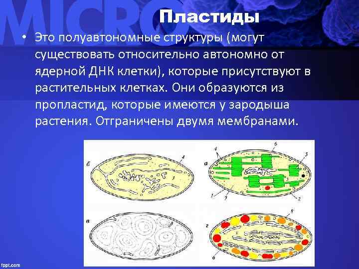      Пластиды • Это полуавтономные структуры (могут  существовать относительно