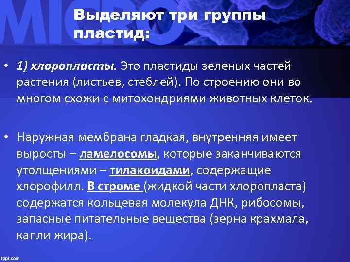   Выделяют три группы  пластид:  • 1) хлоропласты. Это пластиды зеленых