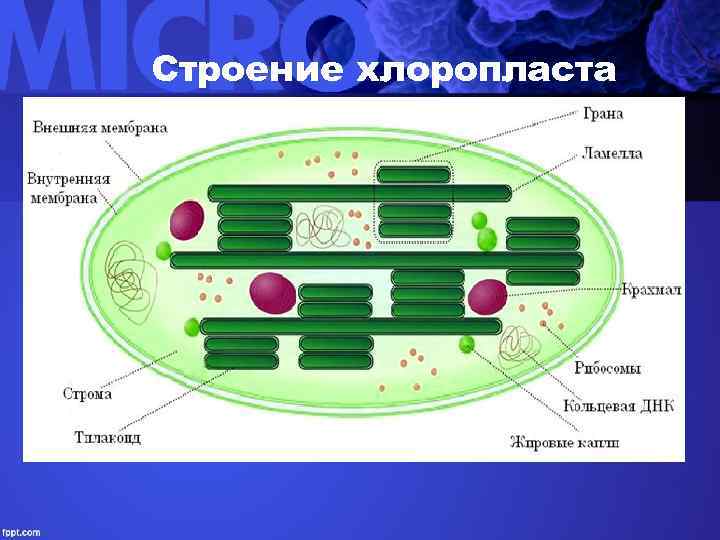 Строение хлоропласта 