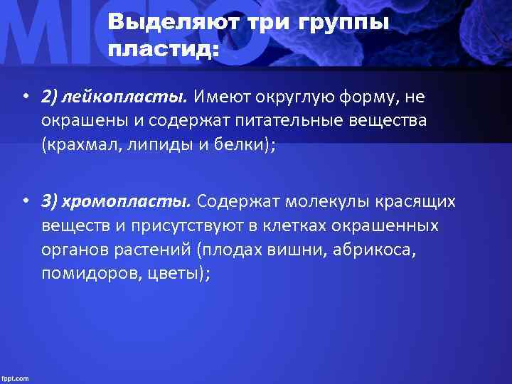   Выделяют три группы   пластид:  • 2) лейкопласты. Имеют округлую