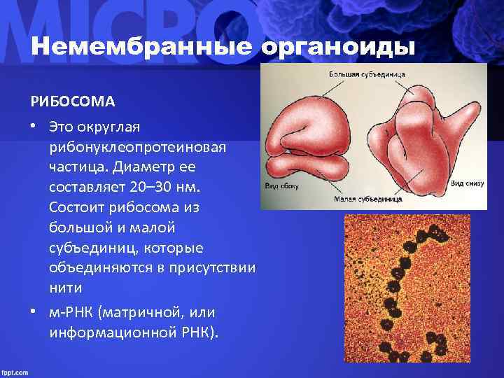 Немембранные органоиды РИБОСОМА • Это округлая  рибонуклеопротеиновая  частица. Диаметр ее  составляет