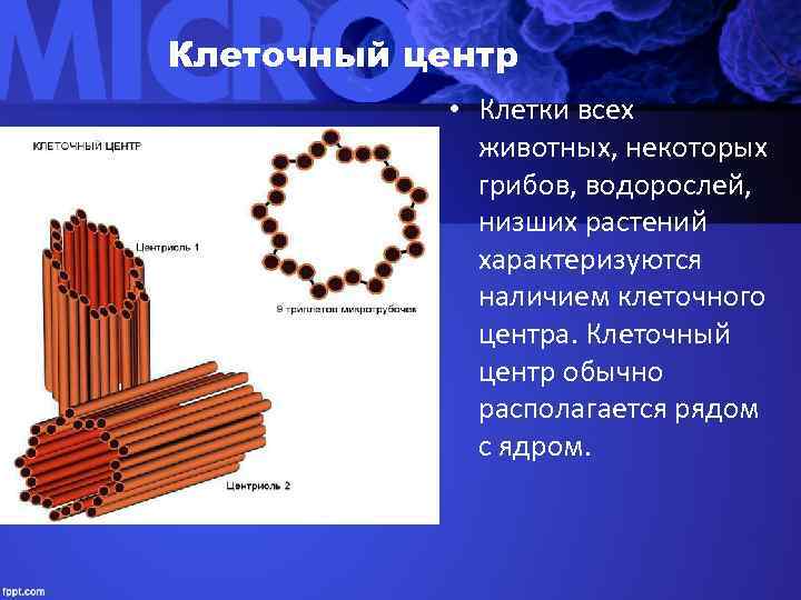 Клеточный центр   • Клетки всех    животных, некоторых  