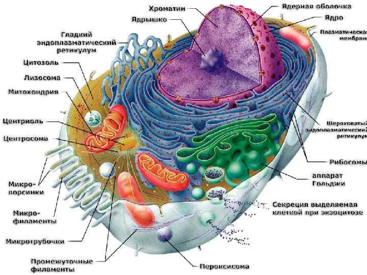 Slide Title Product A Product B • Feature 1 • Feature 2 • Feature