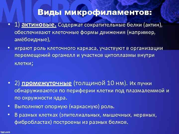   Виды микрофиламентов:  • 1) актиновые. Содержат сократительные белки (актин), обеспечивают клеточные