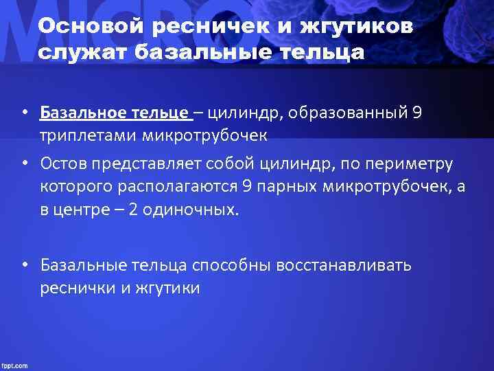  Основой ресничек и жгутиков служат базальные тельца  • Базальное тельце – цилиндр,