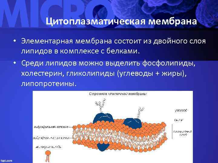   Цитоплазматическая мембрана • Элементарная мембрана состоит из двойного слоя  липидов в