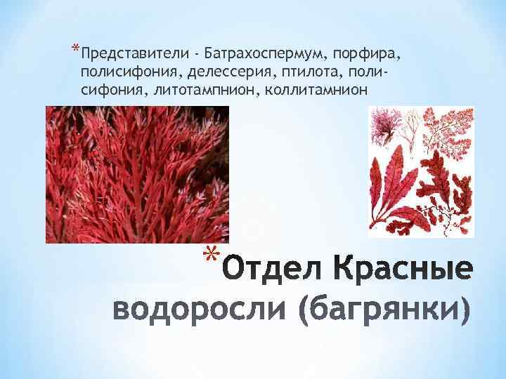 *Представители - Батрахоспермум, порфира,  полисифония, делессерия, птилота, поли- сифония, литотампнион, коллитамнион  