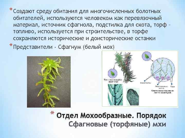 *Создают среду обитания для многочисленных болотных обитателей, используются человеком как перевязочный материал, источник сфагнола,