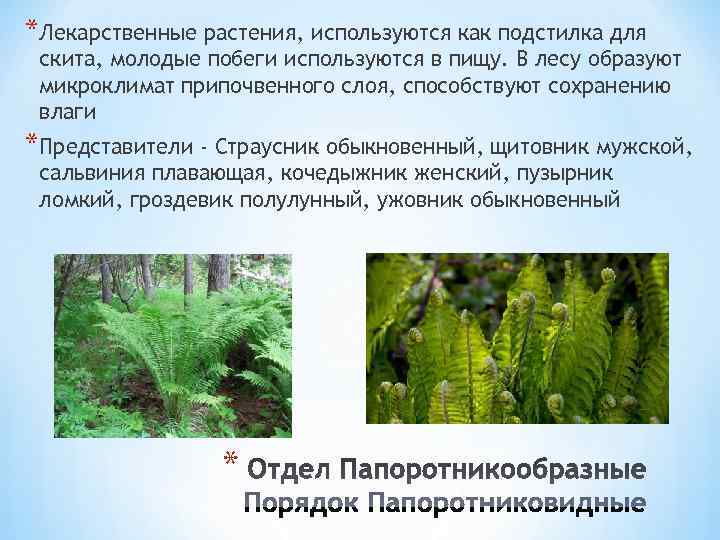 *Лекарственные растения, используются как подстилка для скита, молодые побеги используются в пищу. В лесу