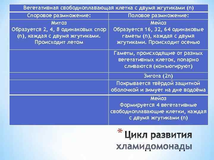  Вегетативная свободноплавающая клетка с двумя жгутиками (n)  Споровое размножение:   Половое