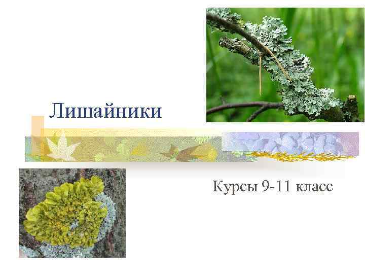 Лишайники    Курсы 9 -11 класс 