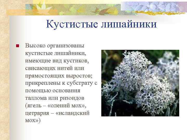   Кустистые лишайники n  Высоко оpганизованы кустистые лишайники, имеющие вид кустиков, свисающих