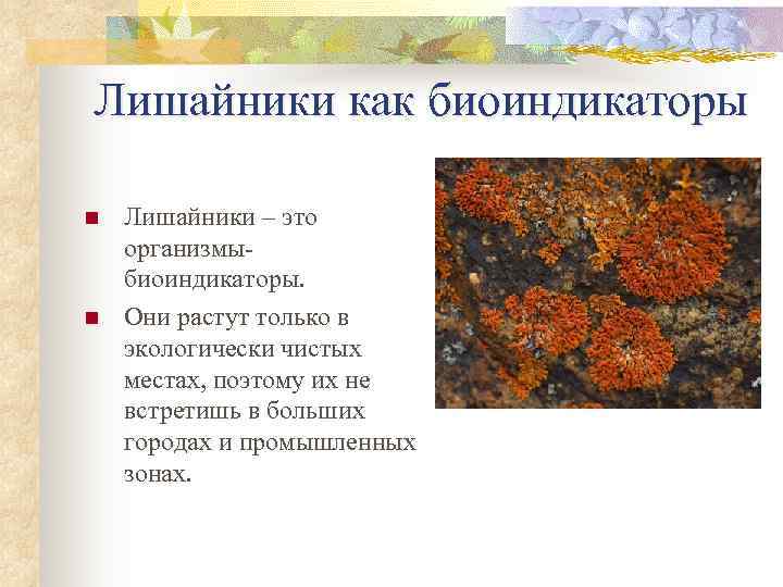 Лишайники как биоиндикаторы n  Лишайники – это организмы- биоиндикаторы. n  Они растут