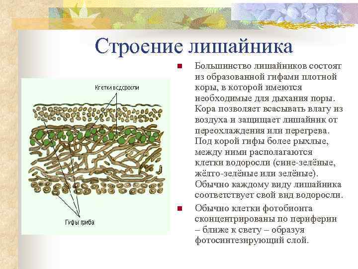 Строение лишайника  n  Большинство лишайников состоят  из образованной гифами плотной 