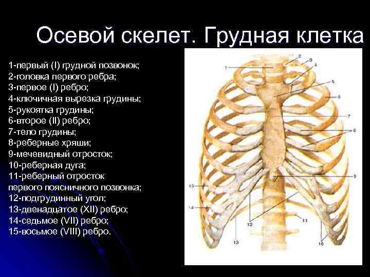  Осевой скелет. Грудная клетка 1 -первый (I) грудной позвонок;  2 -головка первого