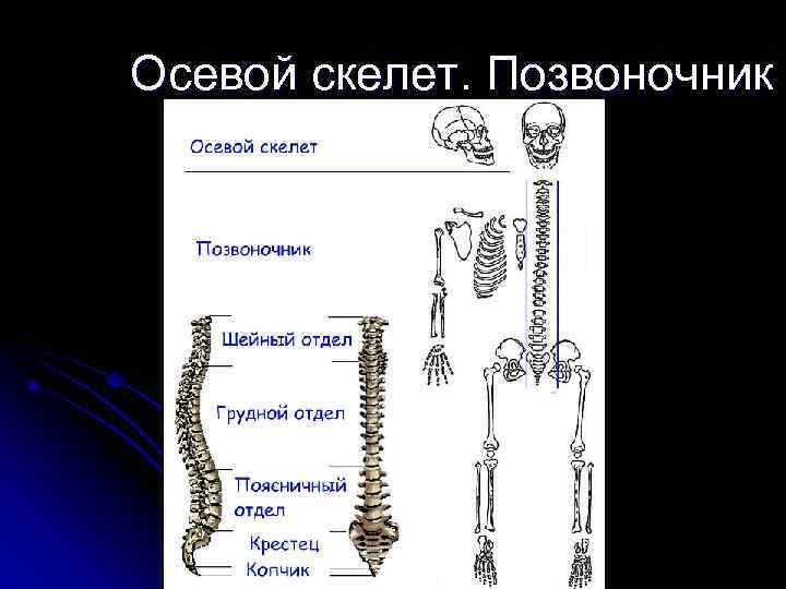 Тип соединения позвонков скелета человека