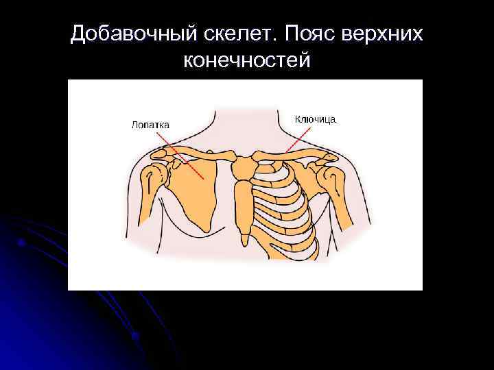 Добавочный скелет. Пояс верхних  конечностей 