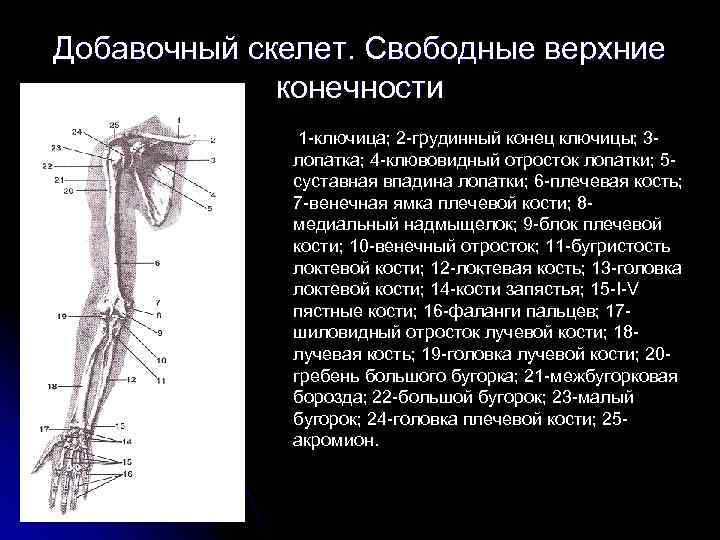 Функции добавочного скелета человека