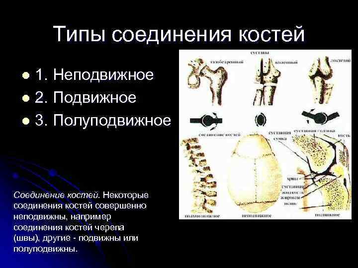 Полуподвижно соединены кости