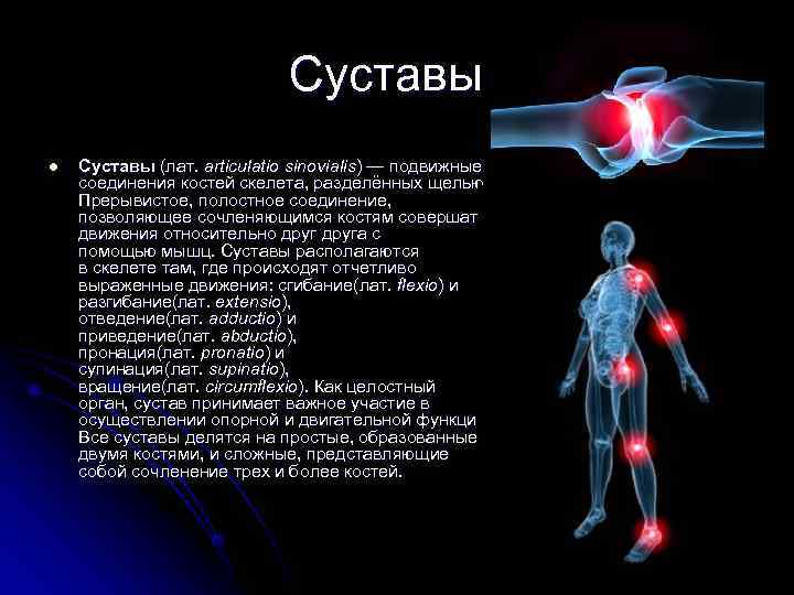      Суставы l  Суставы (лат. articulatio sinovialis) — подвижные