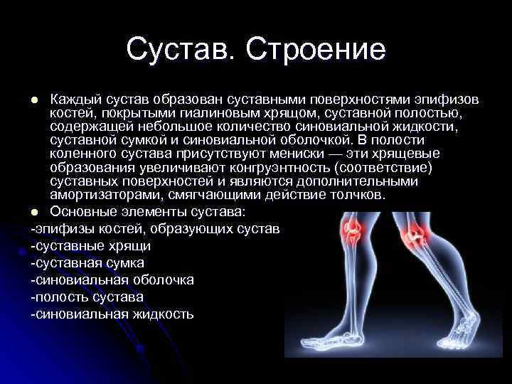   Сустав. Строение l Каждый сустав образован суставными поверхностями эпифизов костей, покрытыми гиалиновым