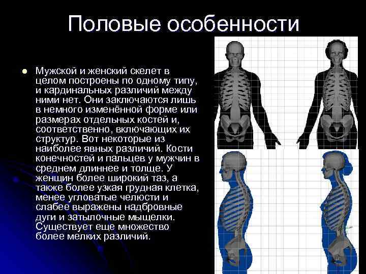 Половые различия мужчин. Анатомия человека скелет различия мужчин и женщин. Женский скелет. Мужская грудная клетка скелет. Мужская и женская грудная клетка.