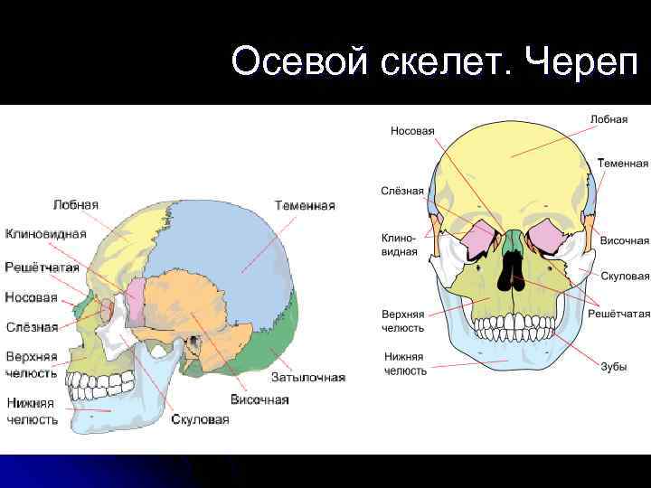    Осевой скелет. Череп 