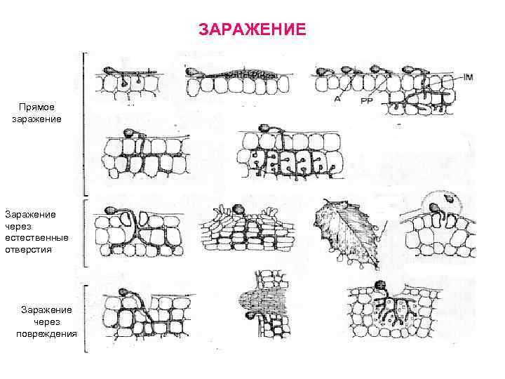     ЗАРАЖЕНИЕ Прямое заражение Заражение через естественные отверстия  Заражение через