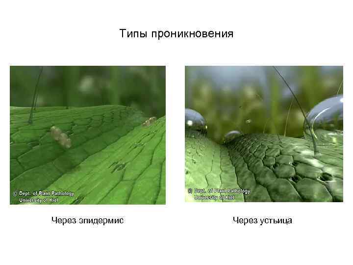    Типы проникновения Через эпидермис    Через устьица 