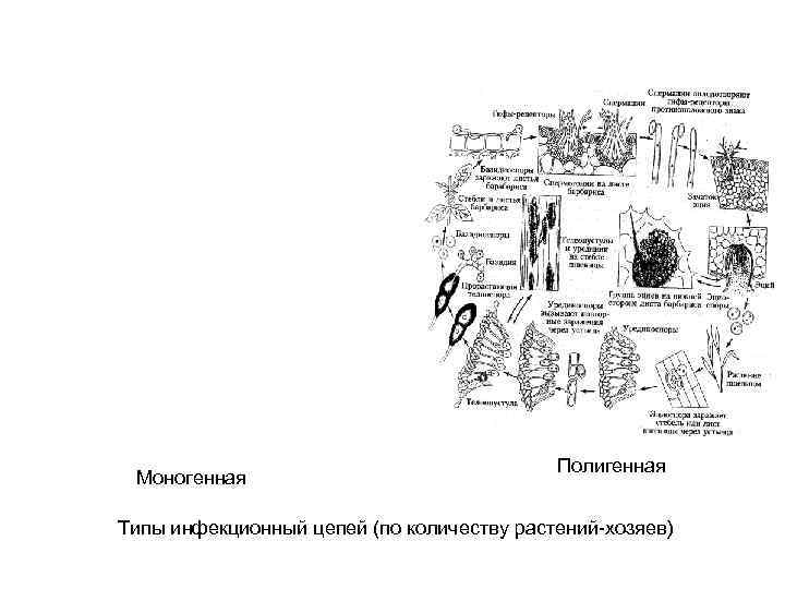     Полигенная Моногенная Типы инфекционный цепей (по количеству растений-хозяев) 