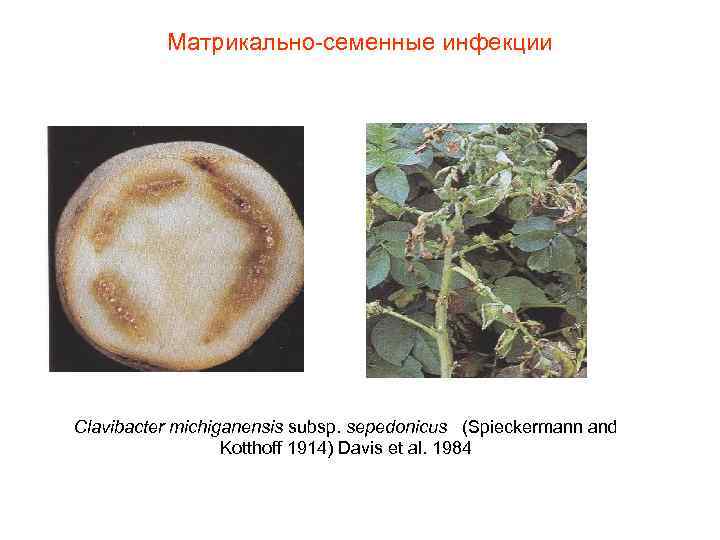    Матрикально-семенные инфекции Clavibacter michiganensis subsp. sepedonicus  (Spieckermann and  