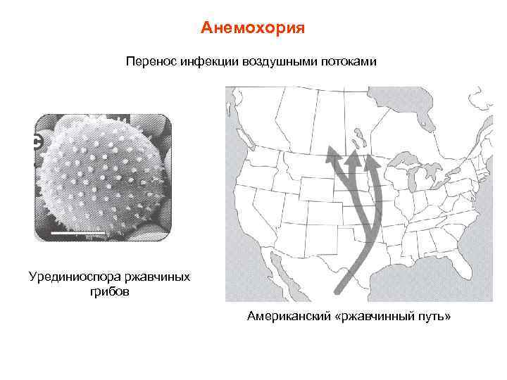      Анемохория   Перенос инфекции воздушными потоками Урединиоспора ржавчиных