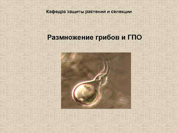 Кафедра защиты растений и селекции Размножение грибов и ГПО 