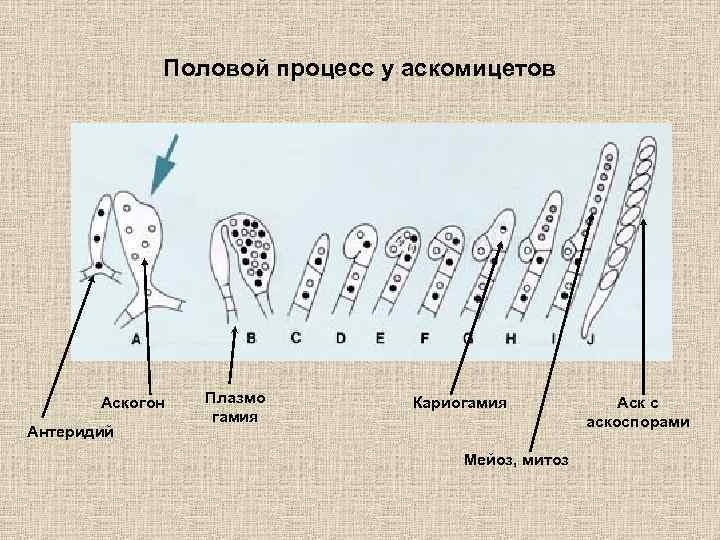 Цикл развития аскомицетов рисунок