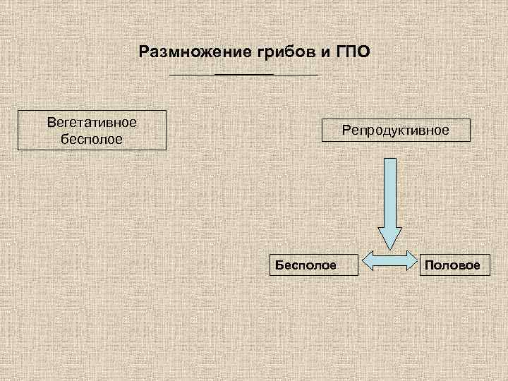     Размножение грибов и ГПО  Вегетативное    