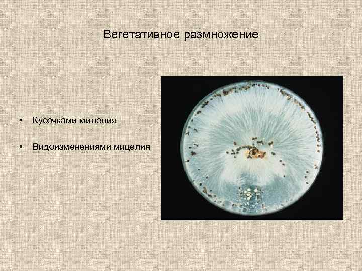    Вегетативное размножение •  Кусочками мицелия  •  Видоизменениями мицелия