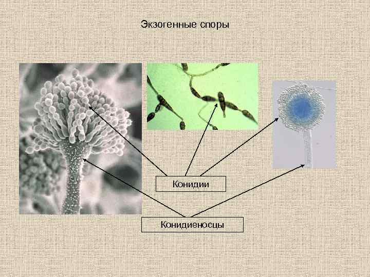 Споры происходят. Экзогенные споры конидии. Конидии грибов это. Спорангии конидии экзогенные. Экзогенные споры грибов.