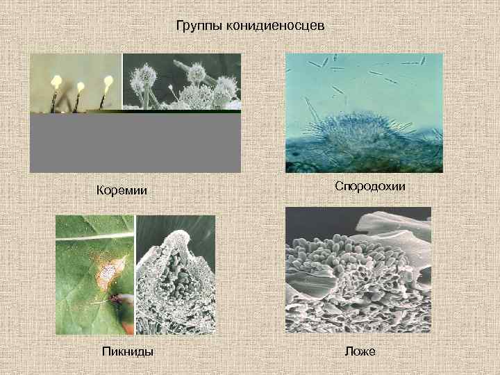    Группы конидиеносцев Коремии     Спородохии Пикниды  
