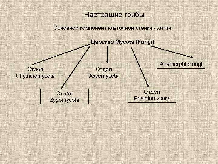 Настоящие грибы Основной компонент клеточной стенки - хитин Царство Mycota (Fungi) Отдел Chytridiomycota Отдел