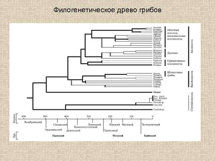 Эволюция грибов схема