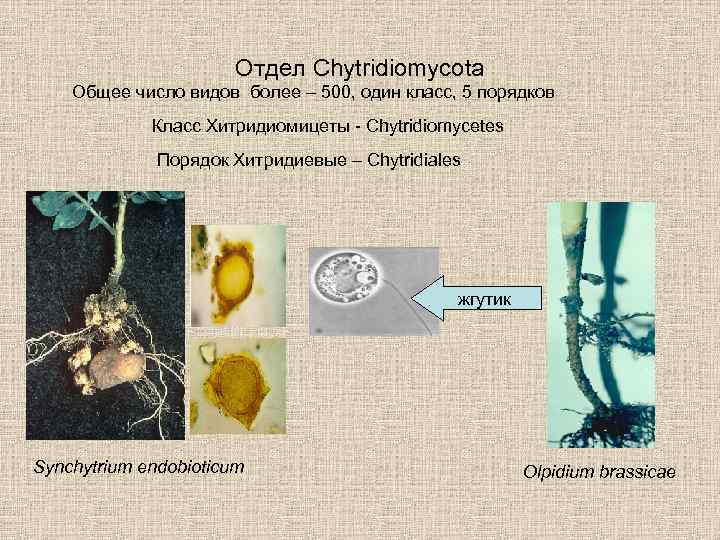 Отдел Chytridiomycota Общее число видов более – 500, один класс, 5 порядков Класс Хитридиомицеты