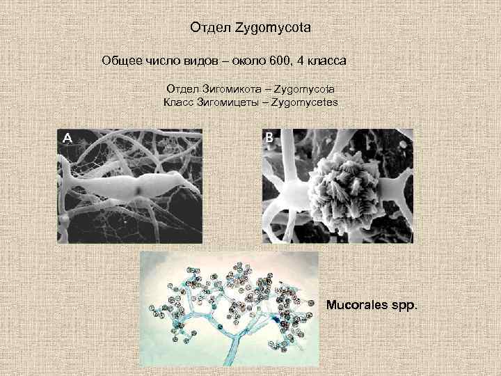 Отдел Zygomycota Общее число видов – около 600, 4 класса Отдел Зигомикота – Zygomycota