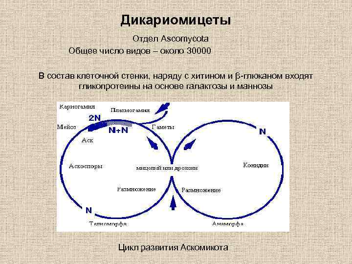 Дикариомицеты Отдел Ascomycota Общее число видов – около 30000 В состав клеточной стенки, наряду