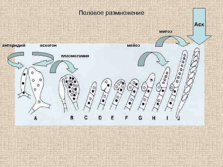 Половое размножение Аск митоз антеридий аскогон мейоз плазмогамия 