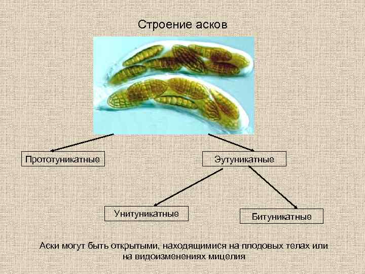 Строение асков Прототуникатные Эутуникатные Унитуникатные Битуникатные Аски могут быть открытыми, находящимися на плодовых телах
