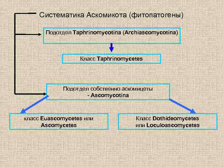 Систематика Аскомикота (фитопатогены) Подотдел Taphrinomycotina (Archiascomycotina) Класс Taphrinomycetes Подотдел собственно аскомицеты - Ascomycotina класс