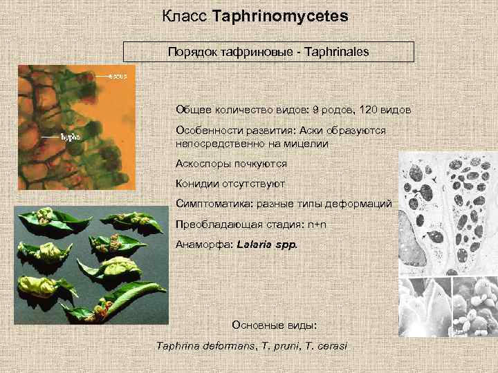 Класс Taphrinomycetes Порядок тафриновые - Taphrinales Общее количество видов: 9 родов, 120 видов Особенности