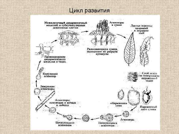 Жизненный цикл тли схема