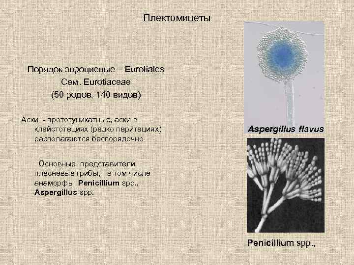 Плектомицеты Порядок эвроциевые – Eurotiales Сем. Eurotiaceae (50 родов, 140 видов) Аски - прототуникатные,